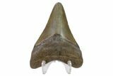 Fossil Megalodon Tooth - South Carolina #130754-2